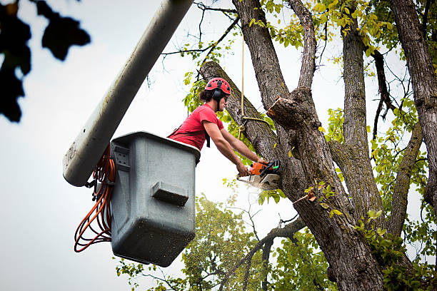 Trusted Clifton, NJ Tree Removal and Landscaping Services Experts